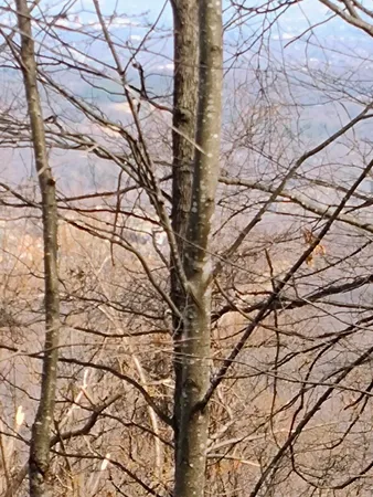 $149,000 | 0 Bent Mountain Road, Bent Mountain, VA 24059