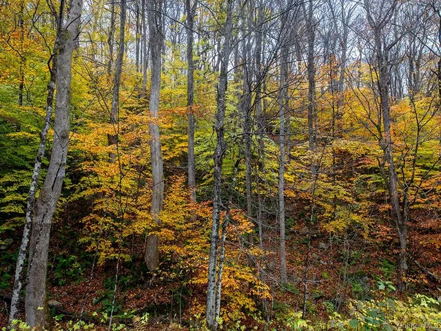 a view of a pathway with a tree