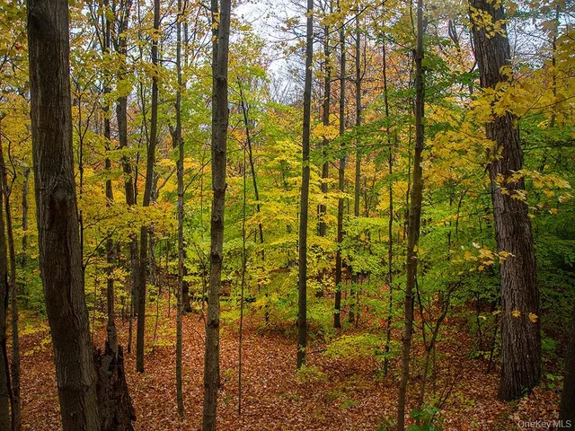 a view of a yard with plants and large trees