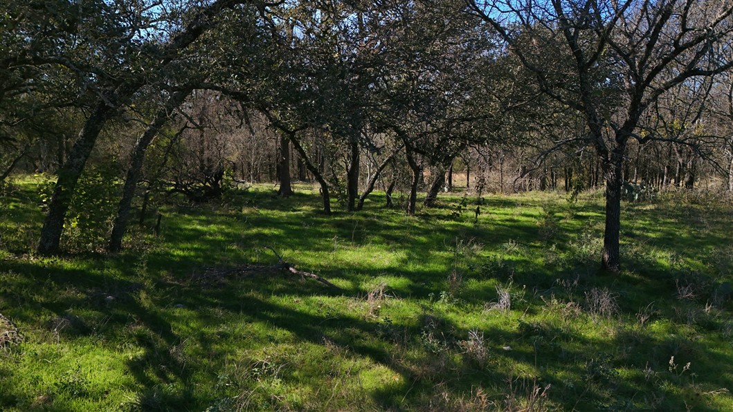 2874 County Road 4630 Kempner, TX 76539 - Photo 17 of 33 a big yard with lots of green space and deers