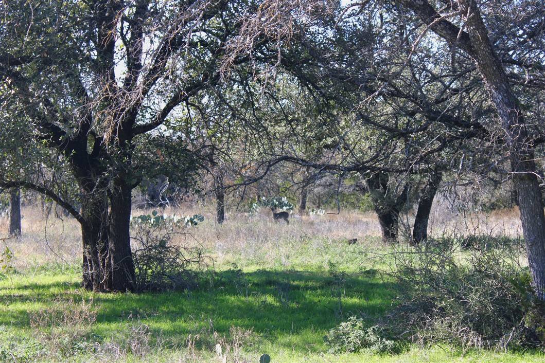 2874 County Road 4630 Kempner, TX 76539 - Photo 20 of 33 a view of backyard with green space