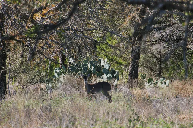 $975,000 | 2874 County Road 4630, Kempner, TX 76539