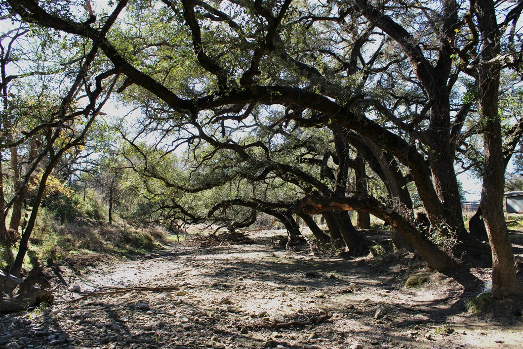 2874 County Road 4630 Kempner, TX 76539 - Photo 25 of 33 a backyard of a house with a trees