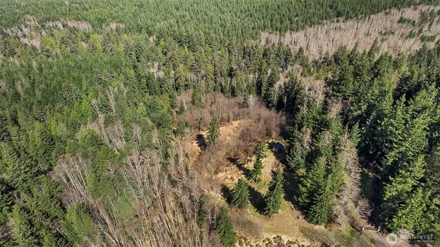 a view of a forest with a tree