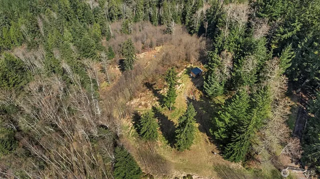 a view of a forest with a tree