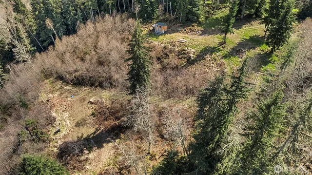 a view of a forest with a tree