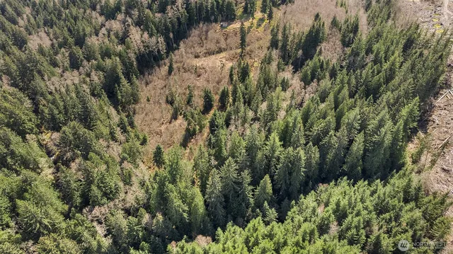a view of a forest with a tree