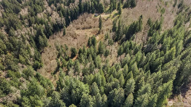 a view of a forest with a lush green forest