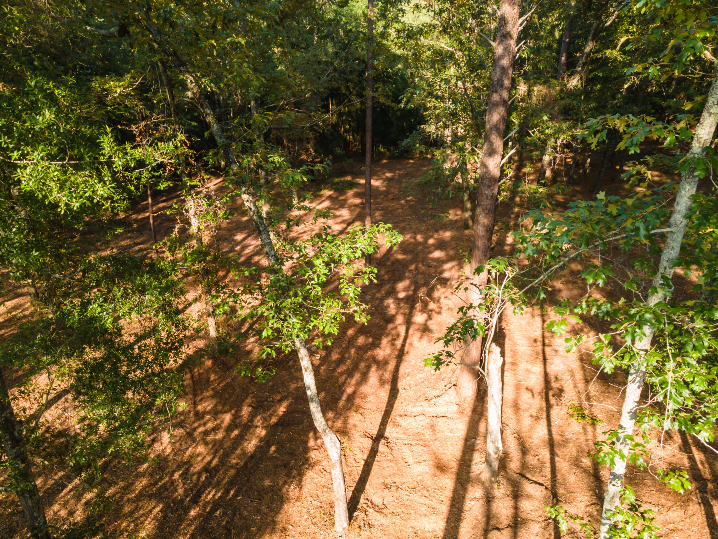 Tbd Edisto Lake Road, Unit 39 Wagener, SC 29164 - Photo 21 of 39 Gallery Image 21