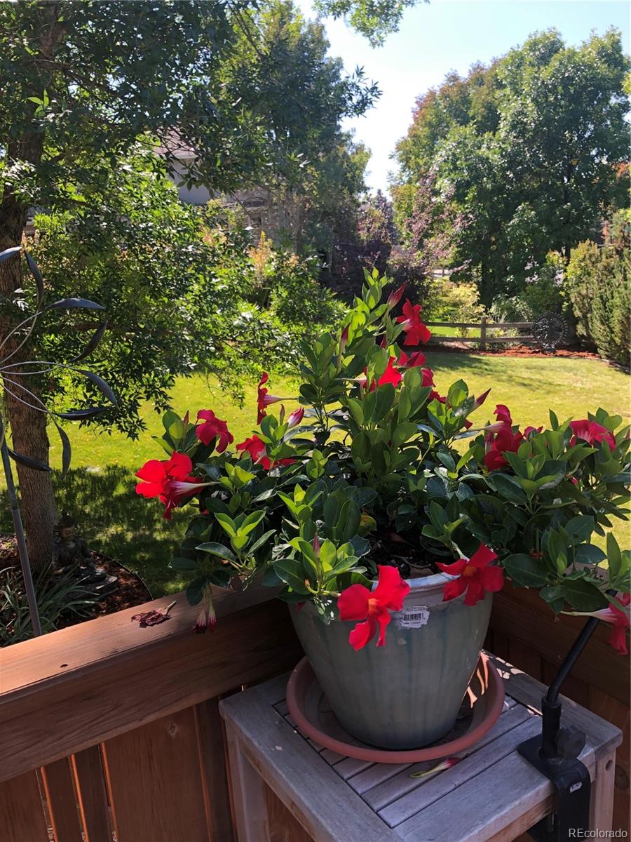 535 Sawtooth Point Lafayette, CO 80026 - Photo 37 of 40 a view of a flowers in a flower in a yard
