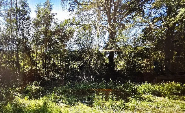 a view of a tree with a tree
