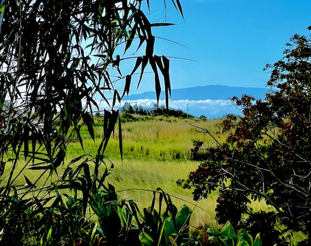 54-322 Union Mill Road Kapaau, HI 96755 - Photo 6 of 30