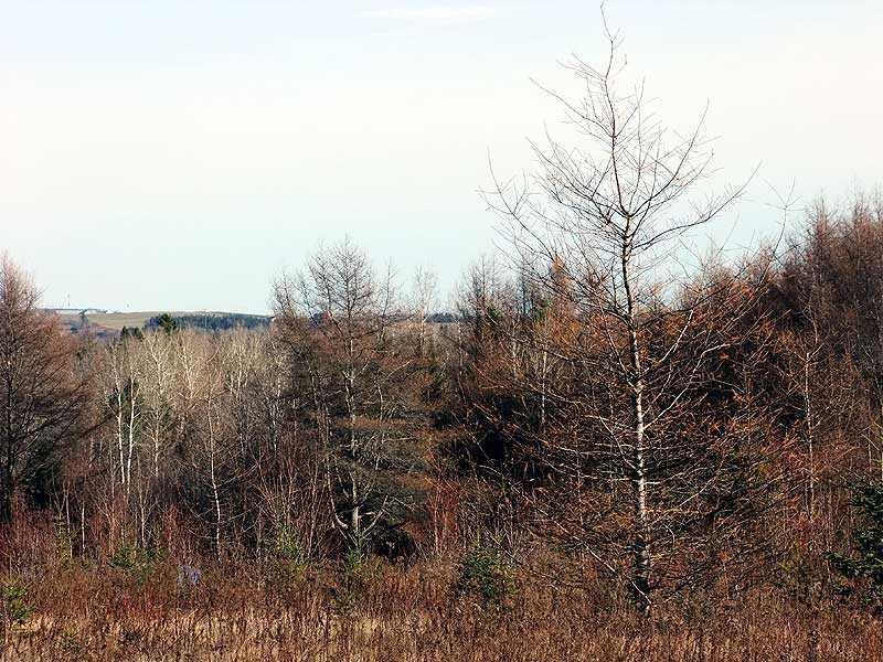 Lot 18 Cleaves Road Easton, ME 04740 - Photo 16 of 22 Land.