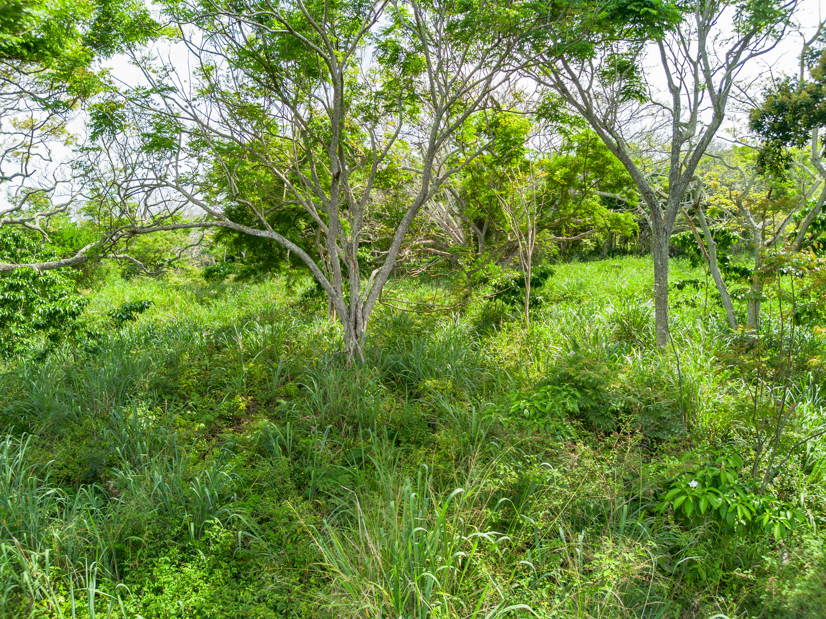 86-4190 Hookena Beach Road Captain Cook, HI 96704 - Photo 28 of 30 a view of a lush green forest