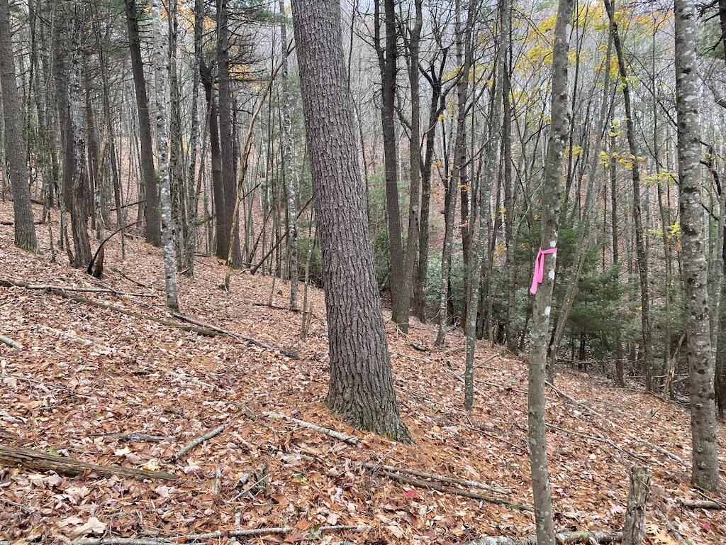 Tbd Merifield Road Northwest Willis, VA 24380 - Photo 22 of 25 IMG_5447