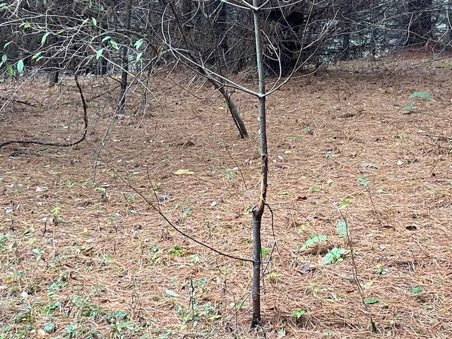a view of outdoor space and green space