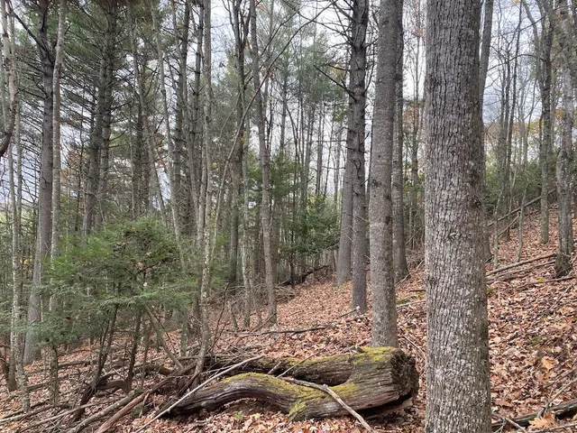 a view of outdoor space with lots of trees