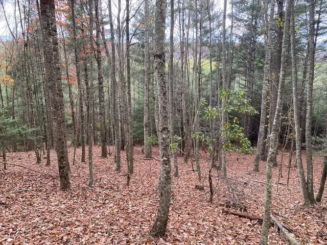 a view of a forest with trees