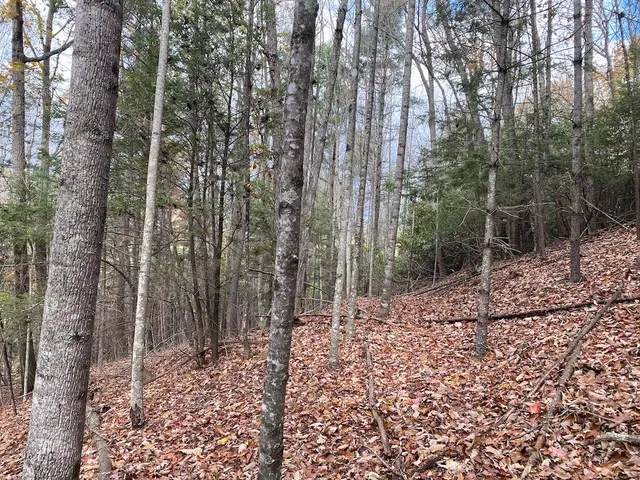 a view of outdoor space with lots of trees