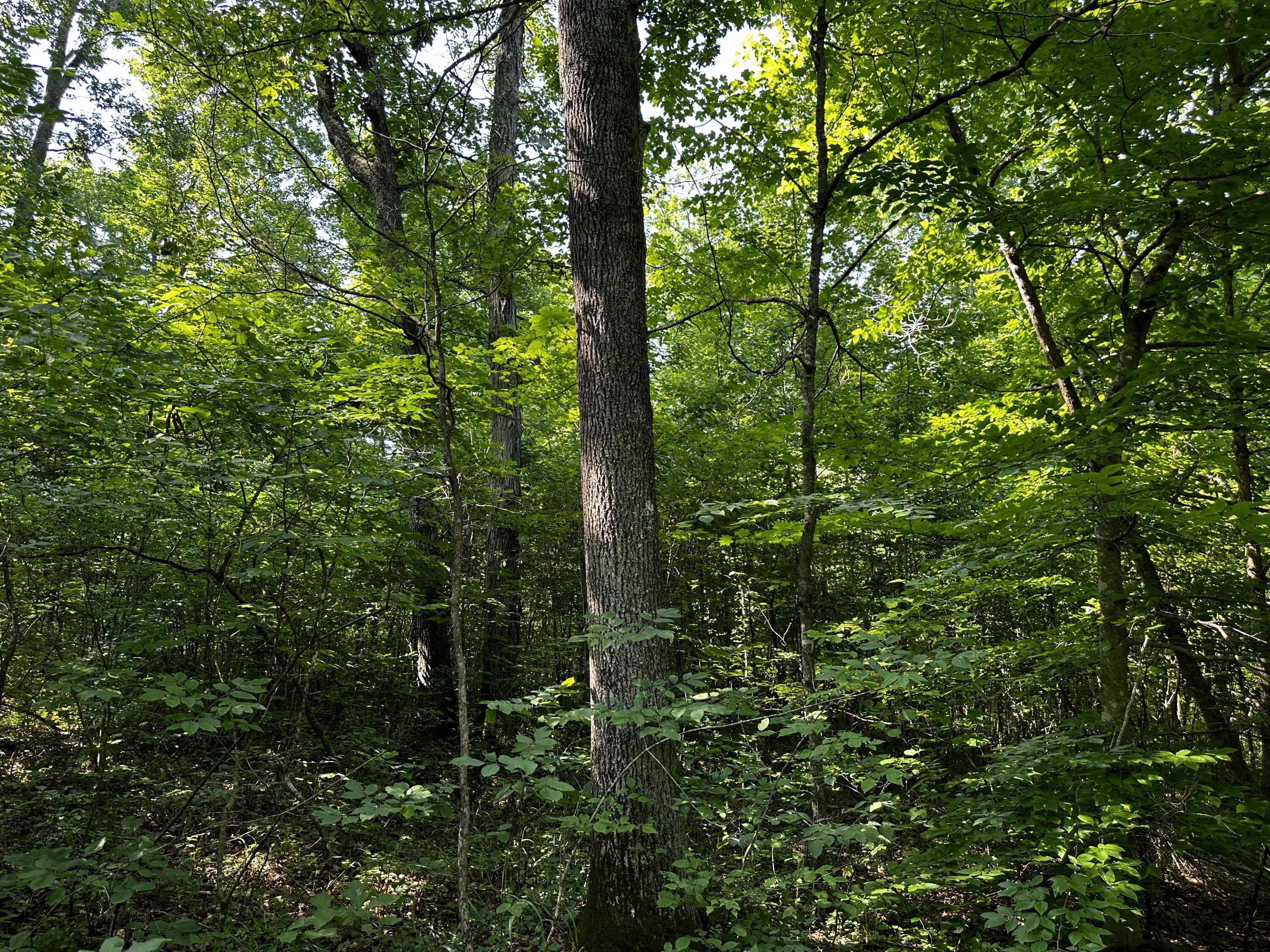 1101 Hull Road, Unit TRACT 9 WOODS WAYNE FOREST) Patriot, OH 45658 - Photo 19 of 61 20240621_144939365_iOS