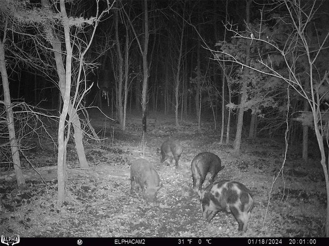 $395,000 | 0 Cr-3401, Avery, TX 75554