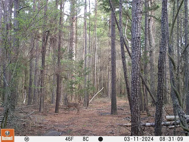 $395,000 | 0 Cr-3401, Avery, TX 75554