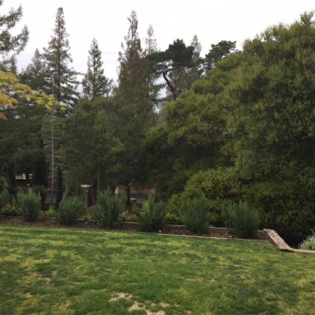 840 Chiltern Road Hillsborough, CA 94010 - Photo 5 of 7 a view of outdoor space with green field and trees