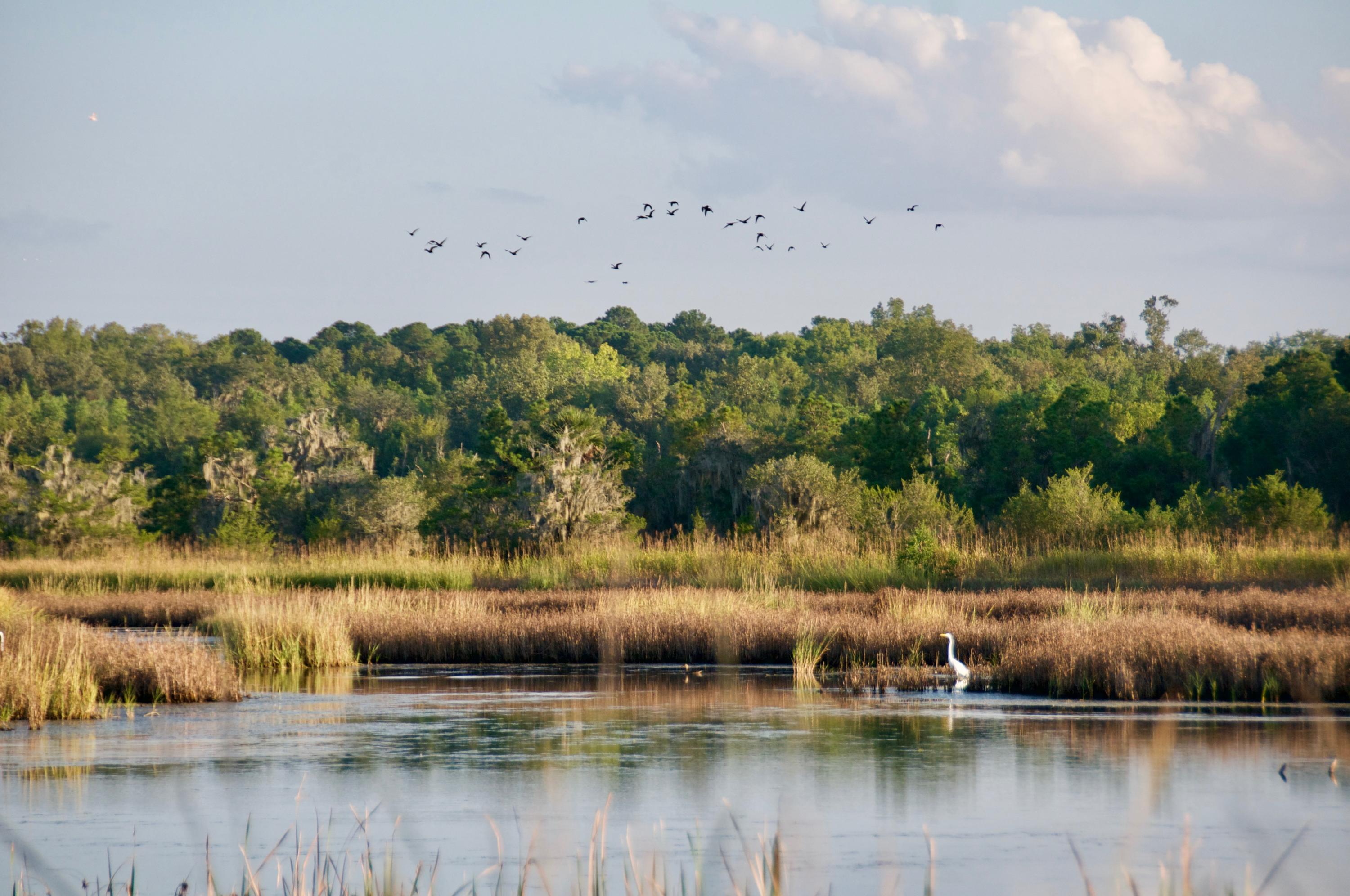 300 State Rd S-7-48 Yemassee, SC 29945 - Photo 40 of 53 Teal over Brackish Impoundment