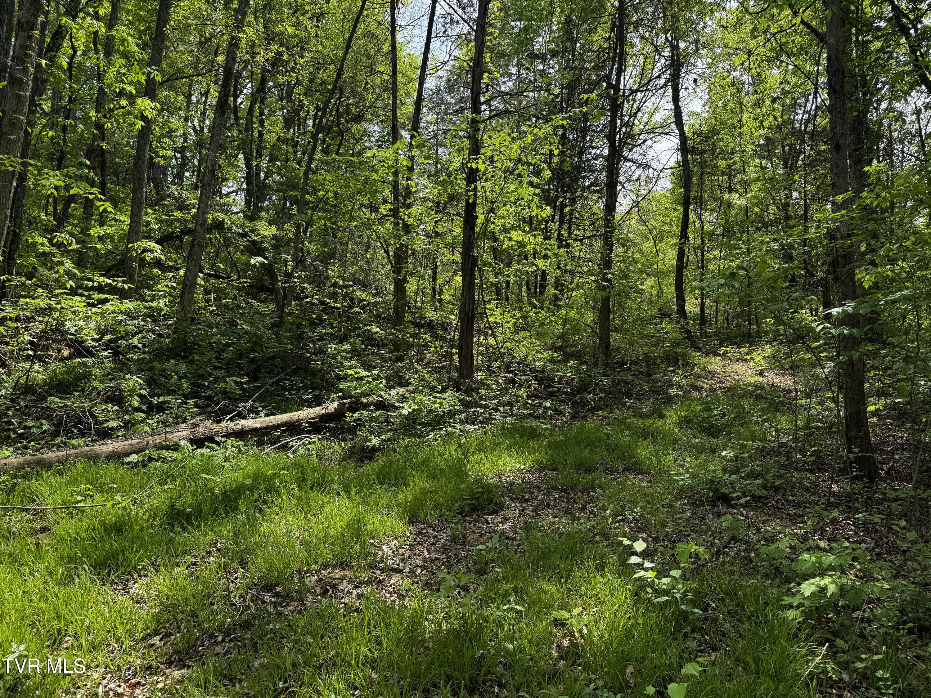 5.23-ac Dog Walk Road, Unit 5 Greeneville, TN 37745 - Photo 11 of 17 IMG_2311