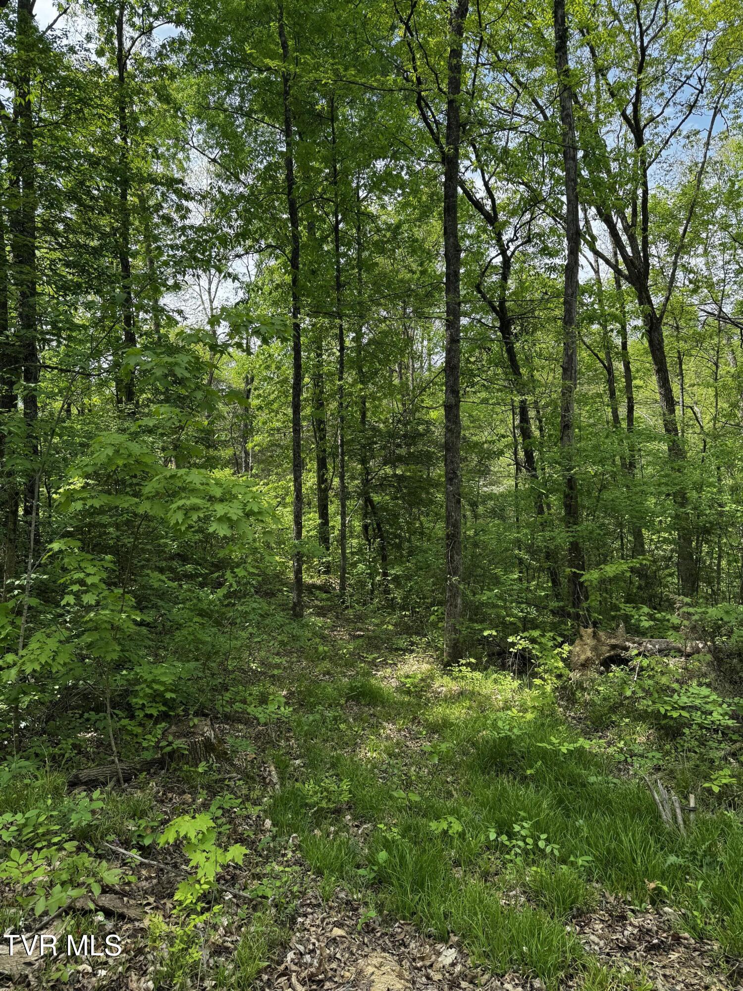 5.23-ac Dog Walk Road, Unit 5 Greeneville, TN 37745 - Photo 6 of 17 IMG_2310