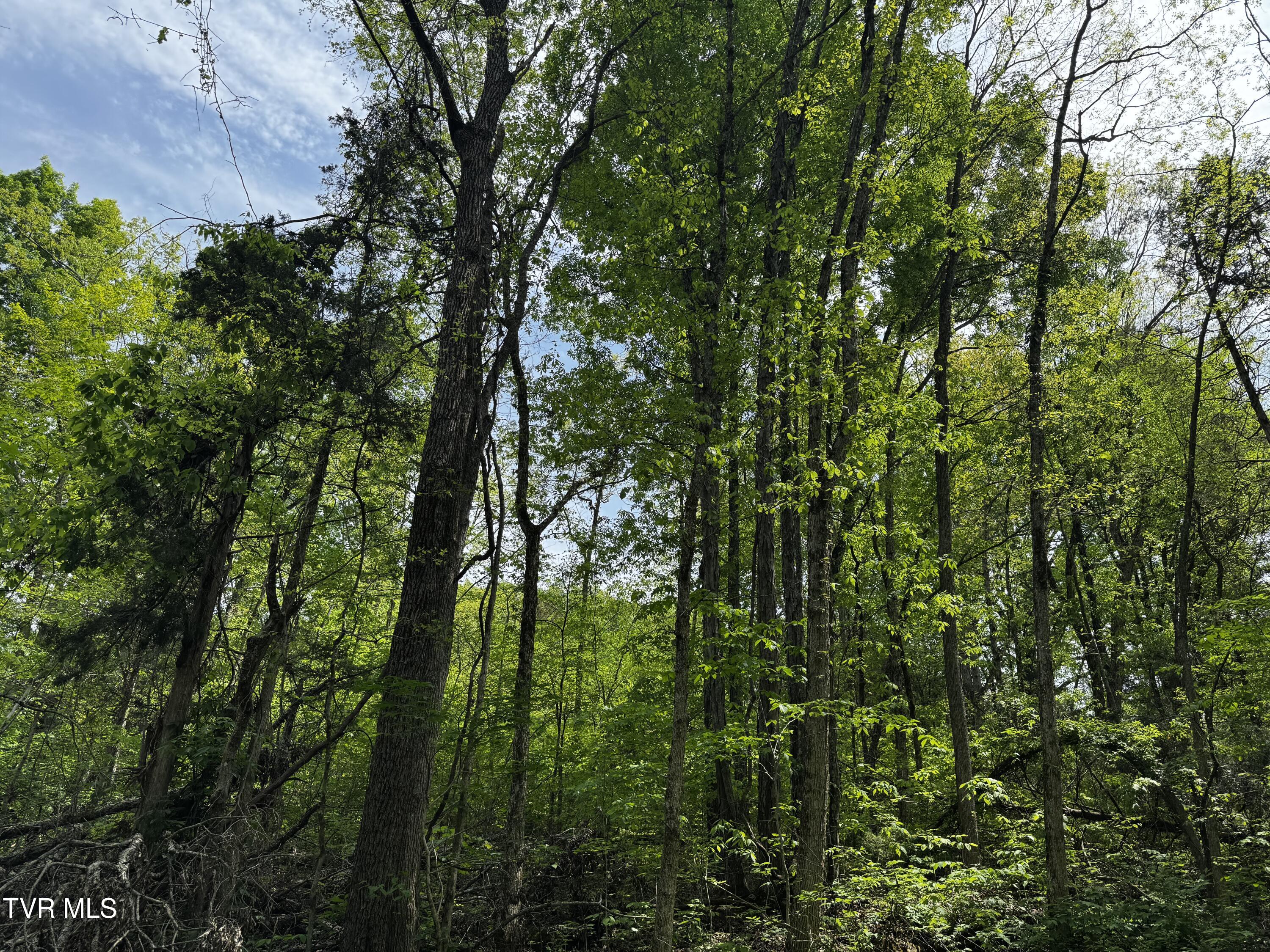 5.23-ac Dog Walk Road, Unit 5 Greeneville, TN 37745 - Photo 7 of 17 IMG_2312