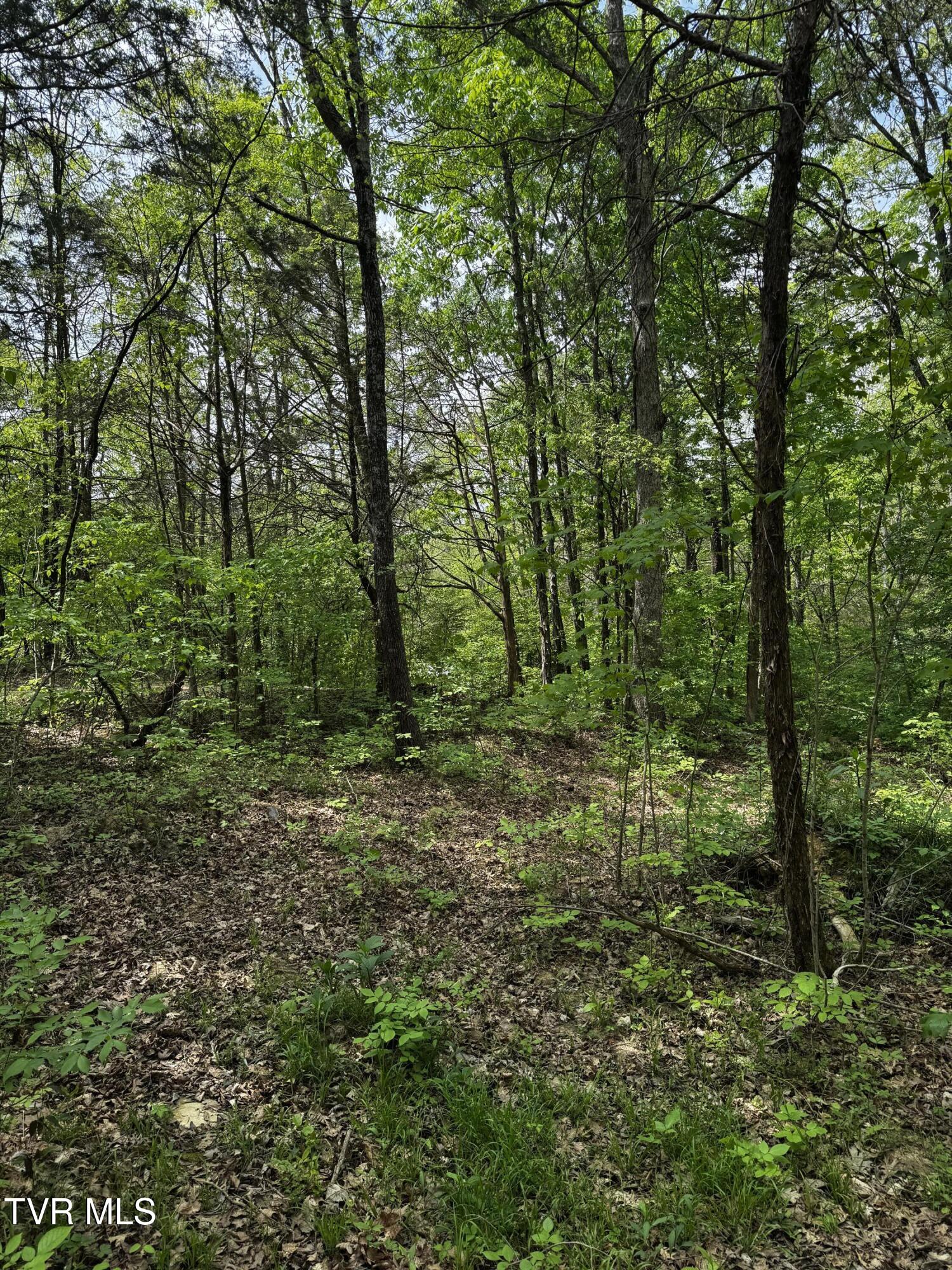 5.23-ac Dog Walk Road, Unit 5 Greeneville, TN 37745 - Photo 9 of 17 IMG_2307