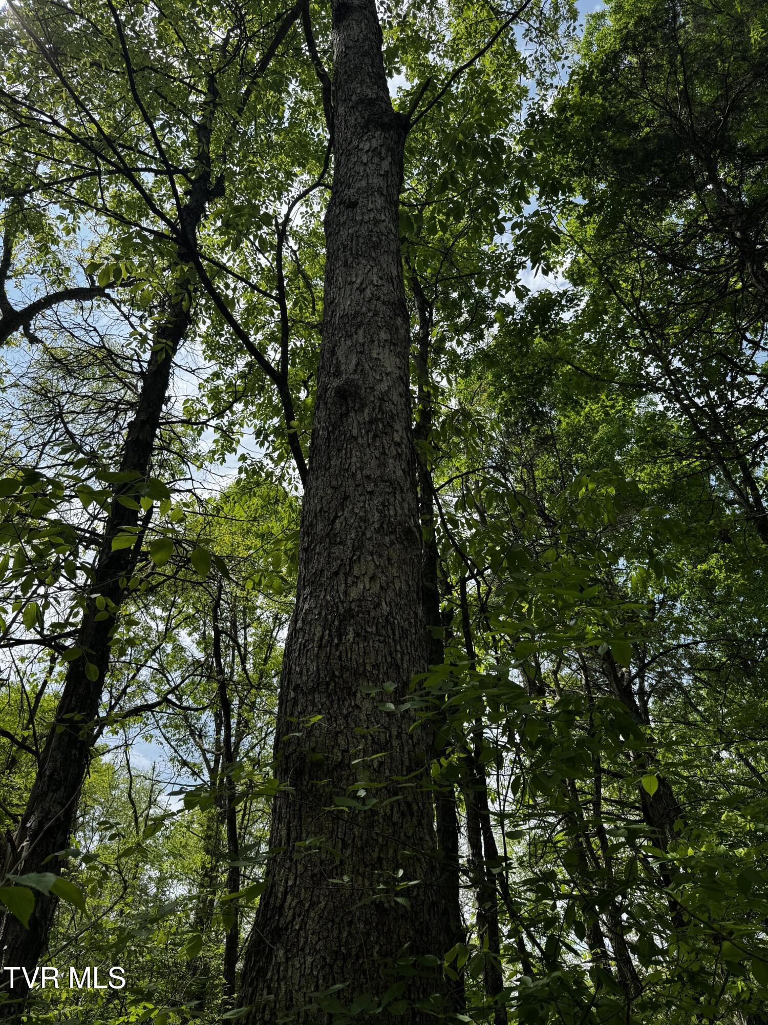 5.23-ac Dog Walk Road, Unit 5 Greeneville, TN 37745 - Photo 10 of 17 IMG_2309