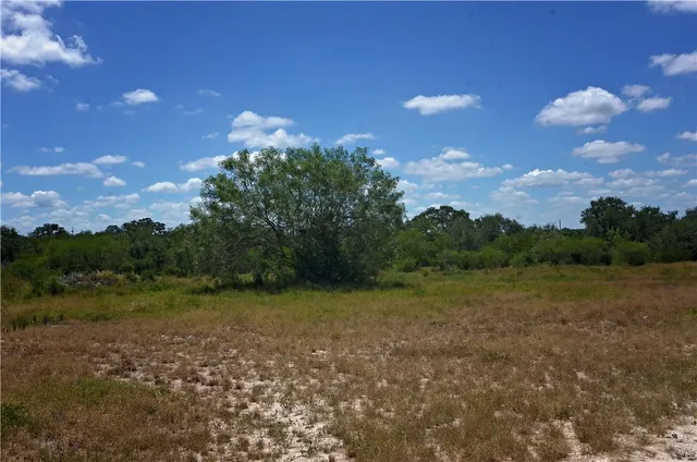 a view of a tree in a yard