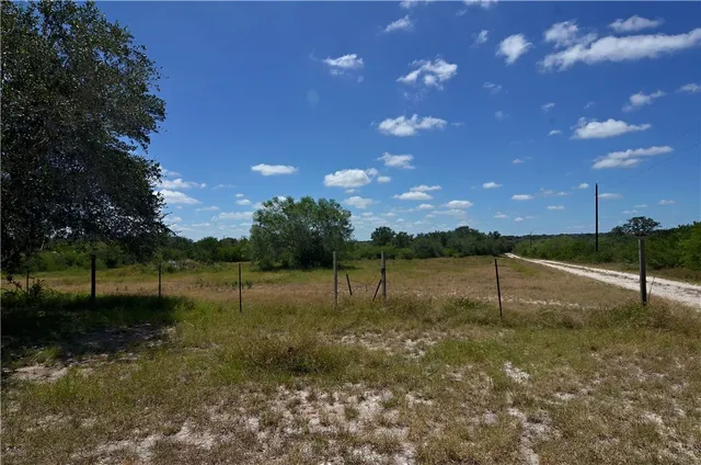 a view of a forest with a tree