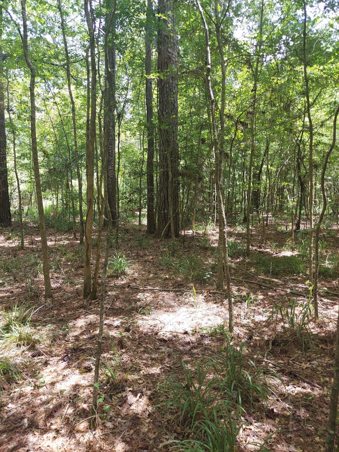 a view of a tree in a yard