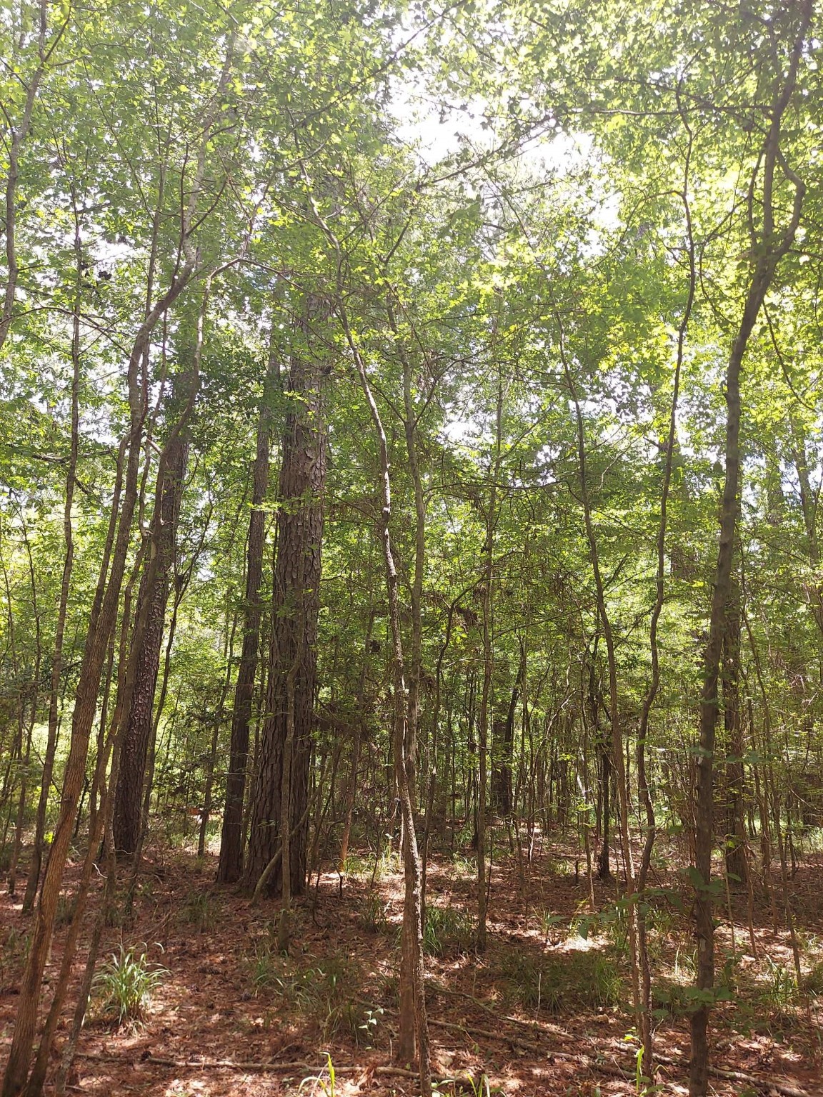 306 Deason Circle Colmesneil, TX 75938 - Photo 3 of 4 a backyard of a house with lots of green space