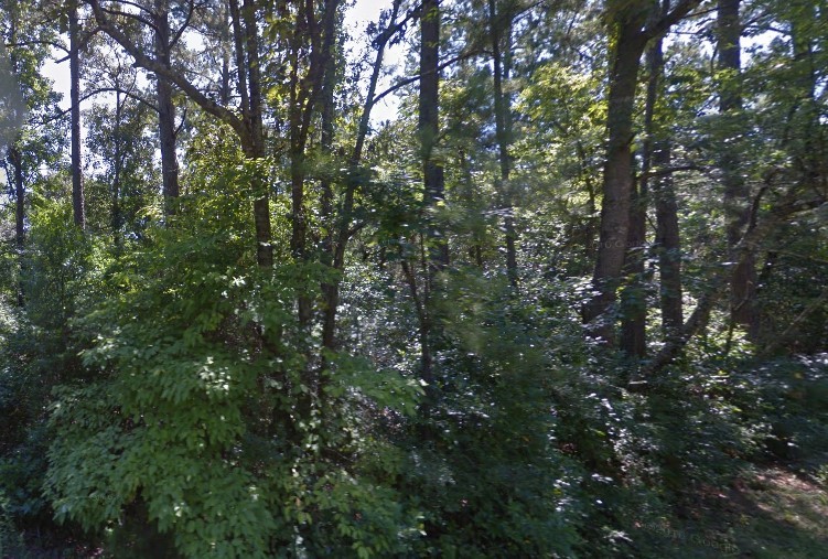 306 Deason Circle Colmesneil, TX 75938 - Photo 4 of 4 a view of a tree in a forest