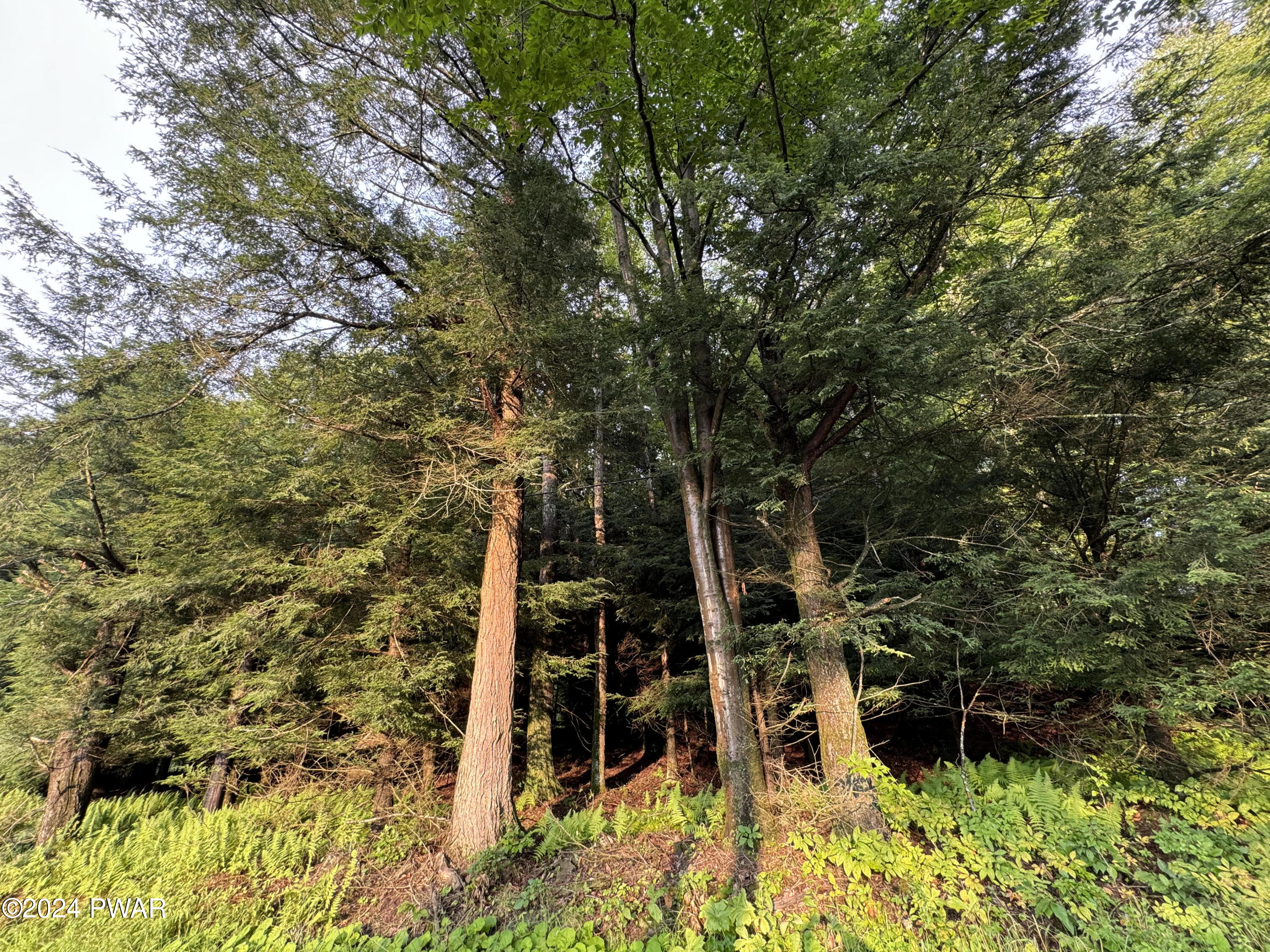 Baxter Road Pleasant Mount, PA 18453 - Photo 4 of 6