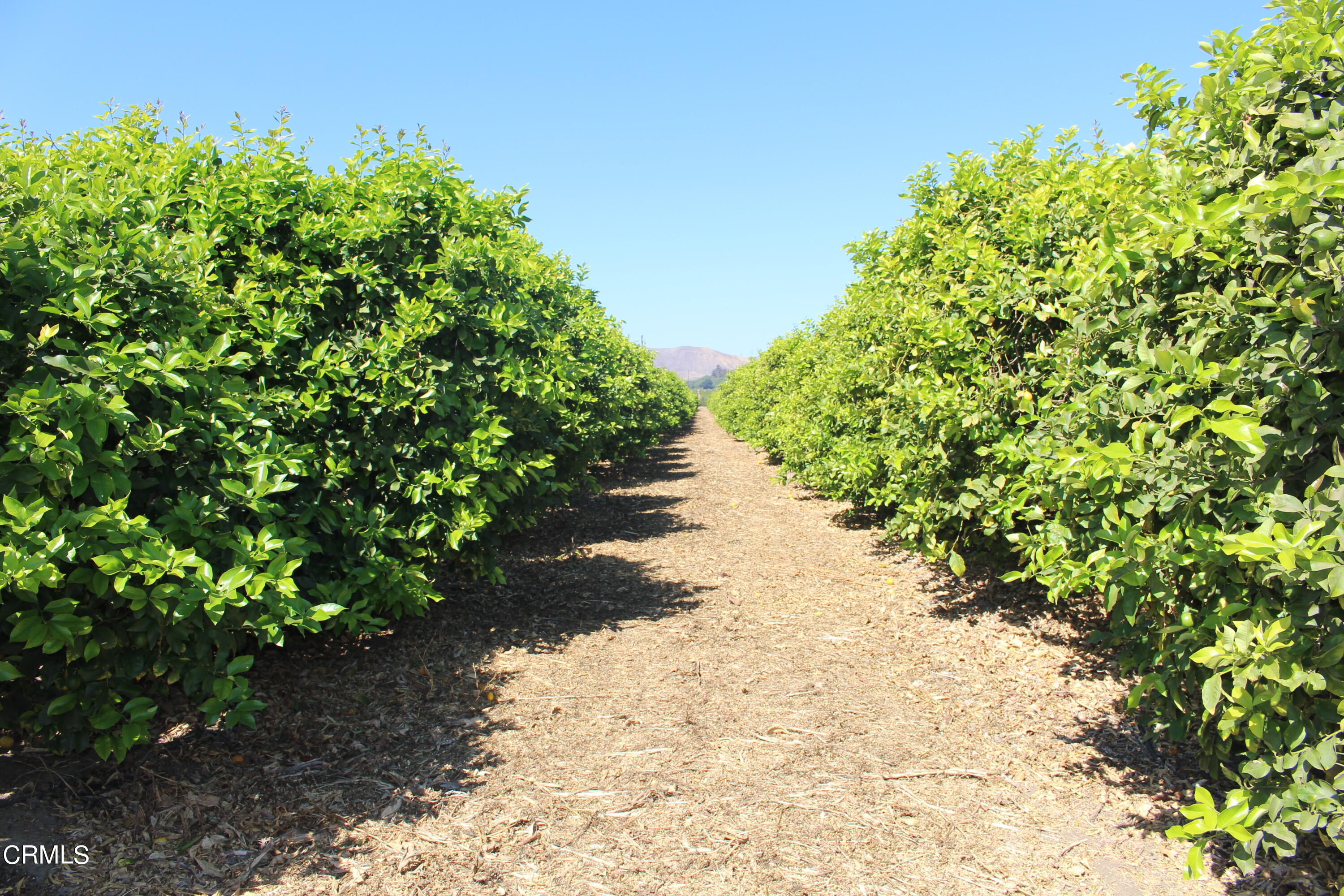 0 Telegraph Road Ventura, CA 93004 - Photo 1 of 19 a view of a pathway with a tree
