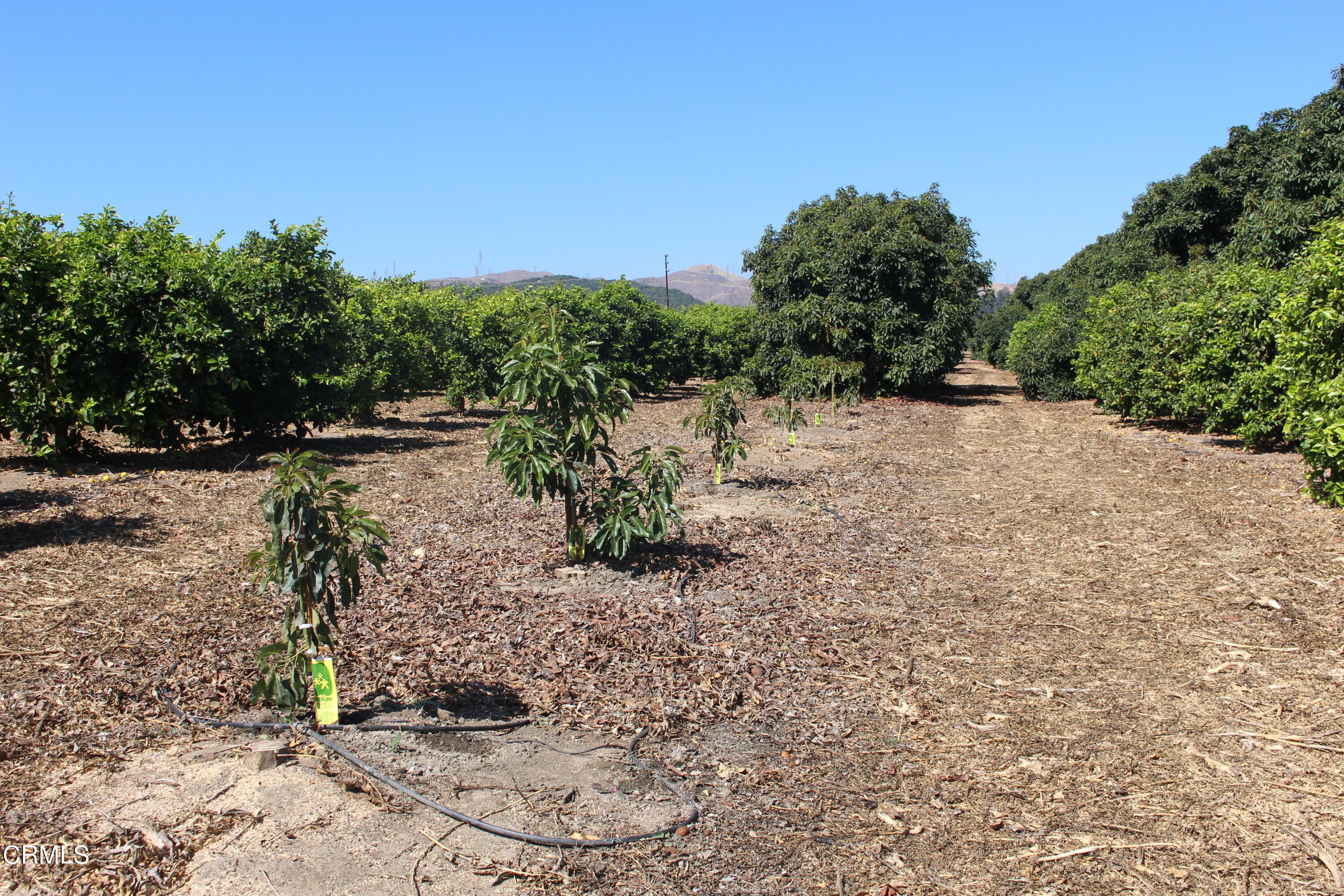 0 Telegraph Road Ventura, CA 93004 - Photo 12 of 19 a view of a yard with plants and trees