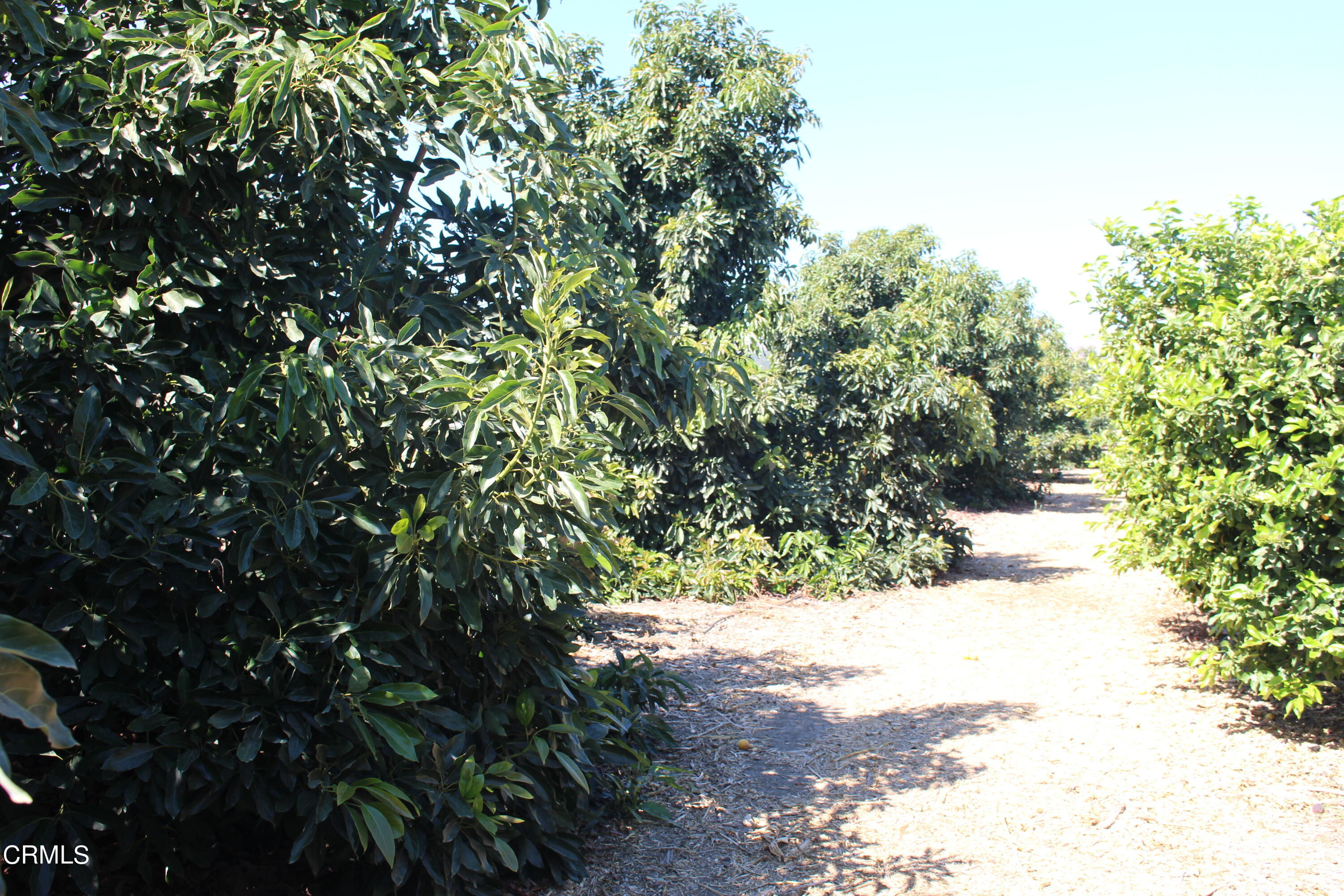 0 Telegraph Road Ventura, CA 93004 - Photo 3 of 19 a view of a yard with a tree