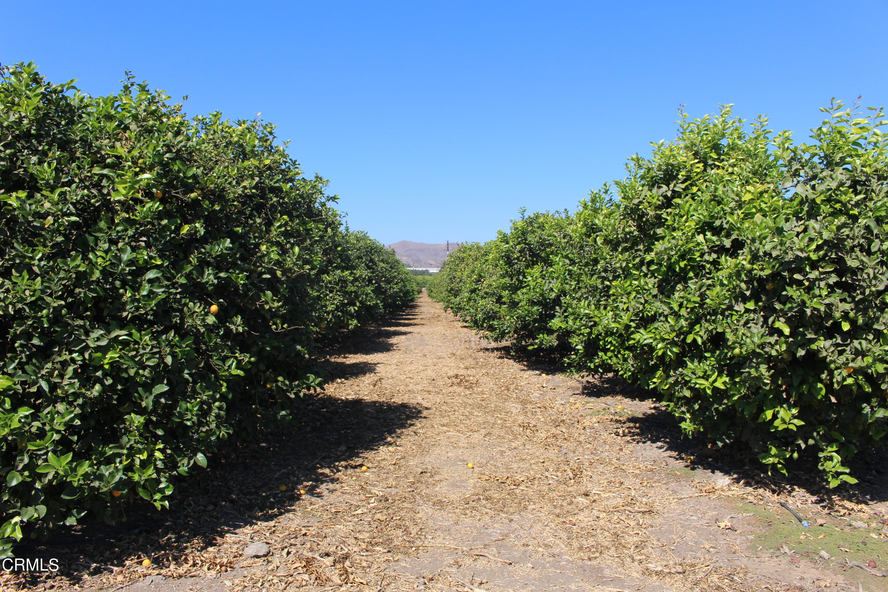 0 Telegraph Road Ventura, CA 93004 - Photo 6 of 19 a view of a pathway with a yard