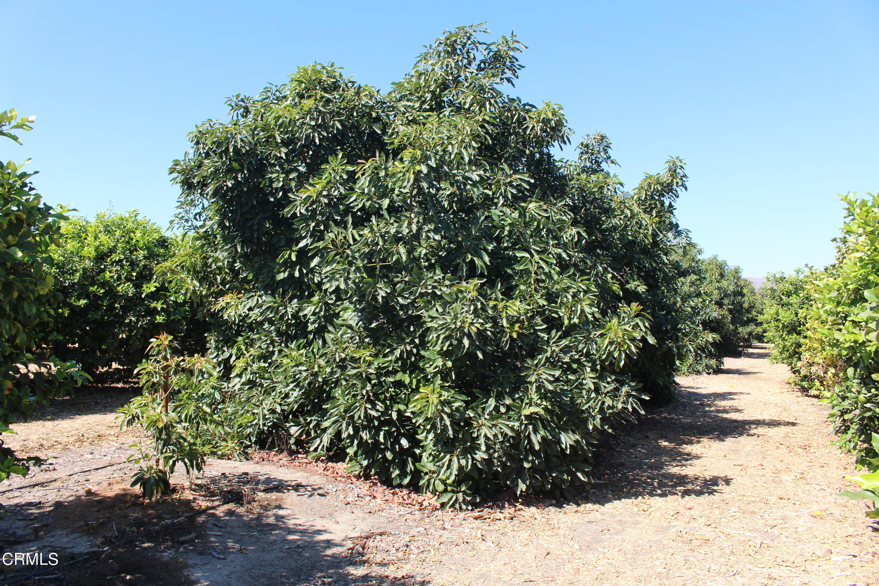 0 Telegraph Road Ventura, CA 93004 - Photo 8 of 19 a view of a yard with plants and trees
