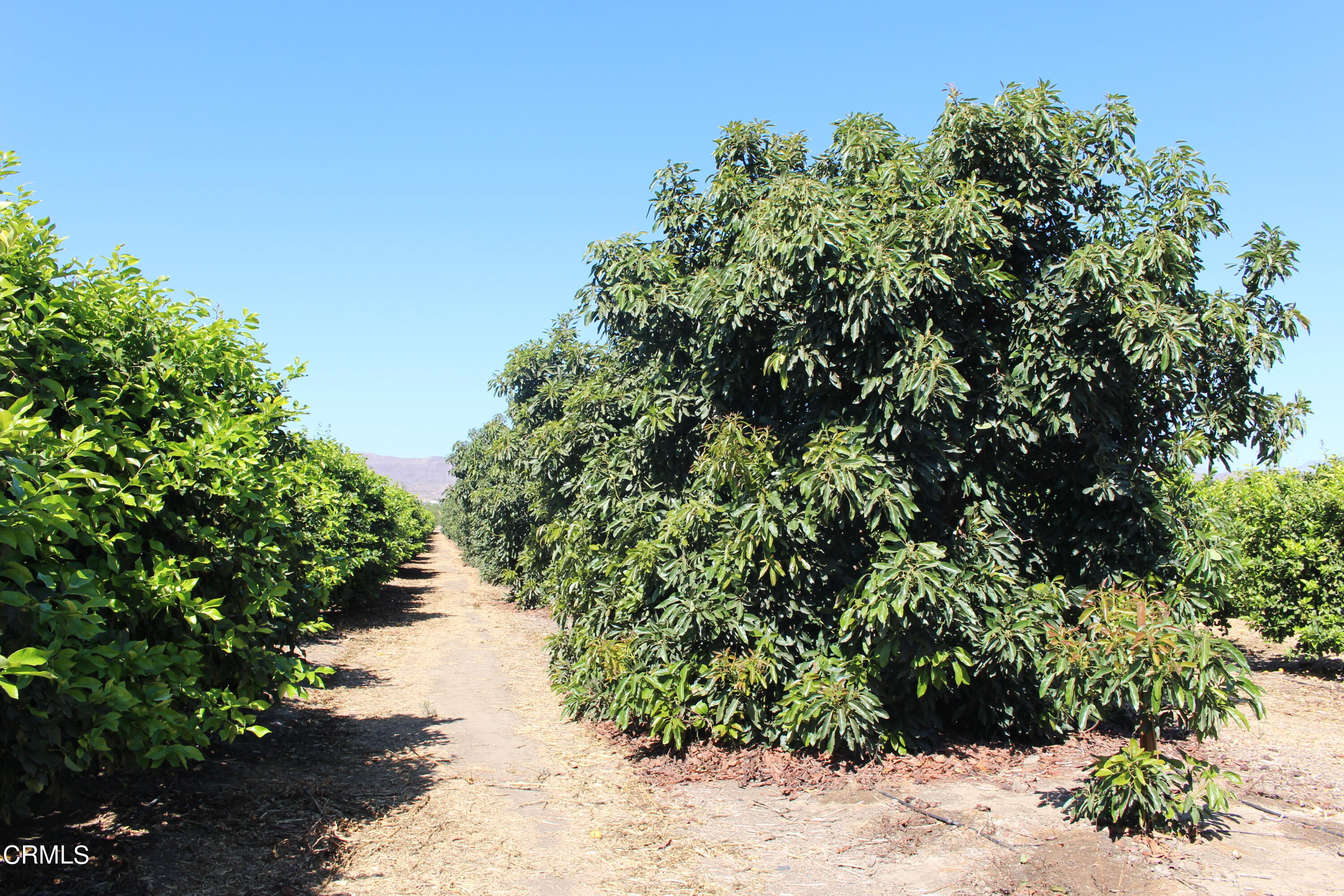 0 Telegraph Road Ventura, CA 93004 - Photo 9 of 19 a view of a lake with a tree