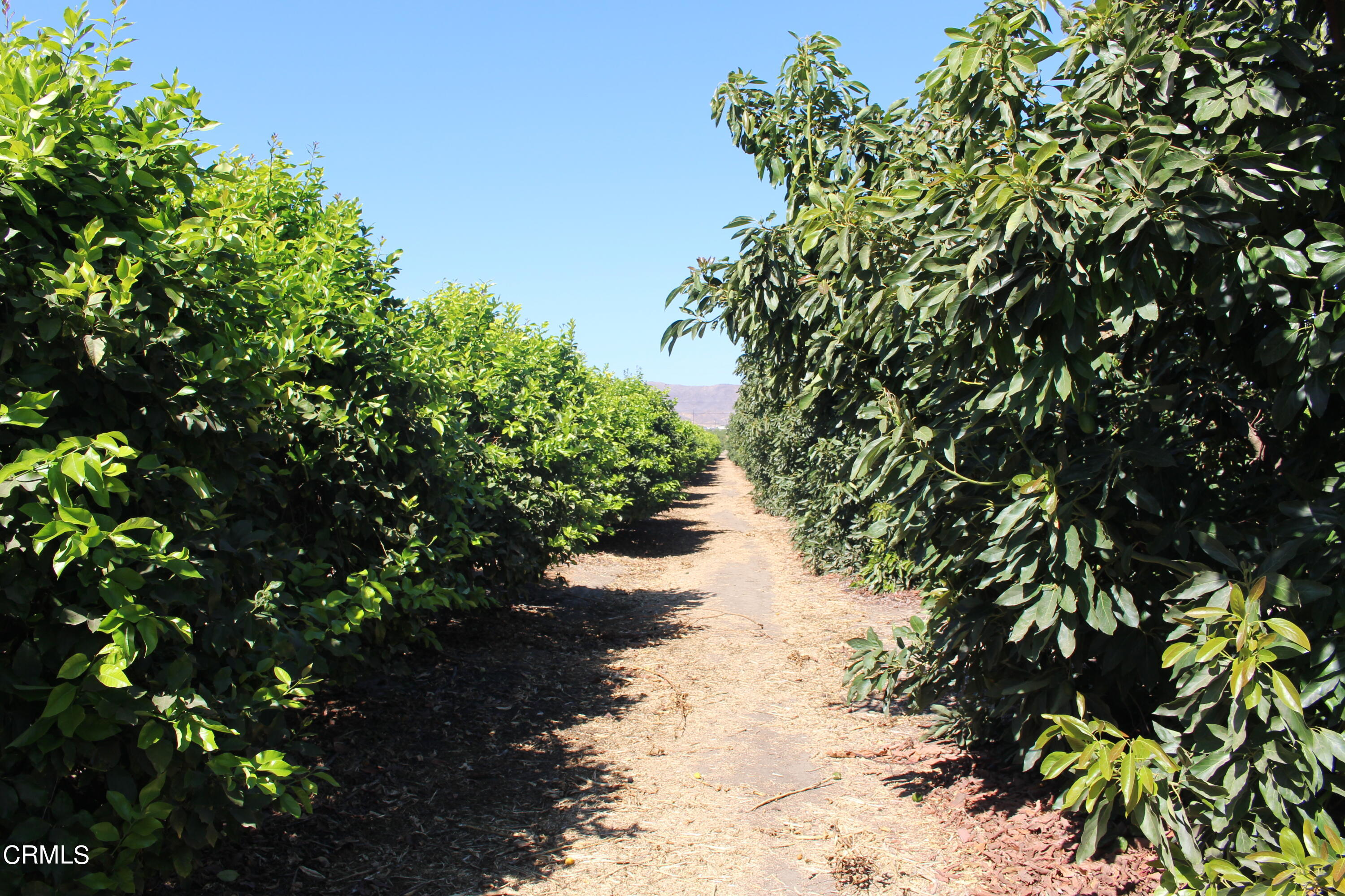 0 Telegraph Road Ventura, CA 93004 - Photo 10 of 19 a picture of flowers