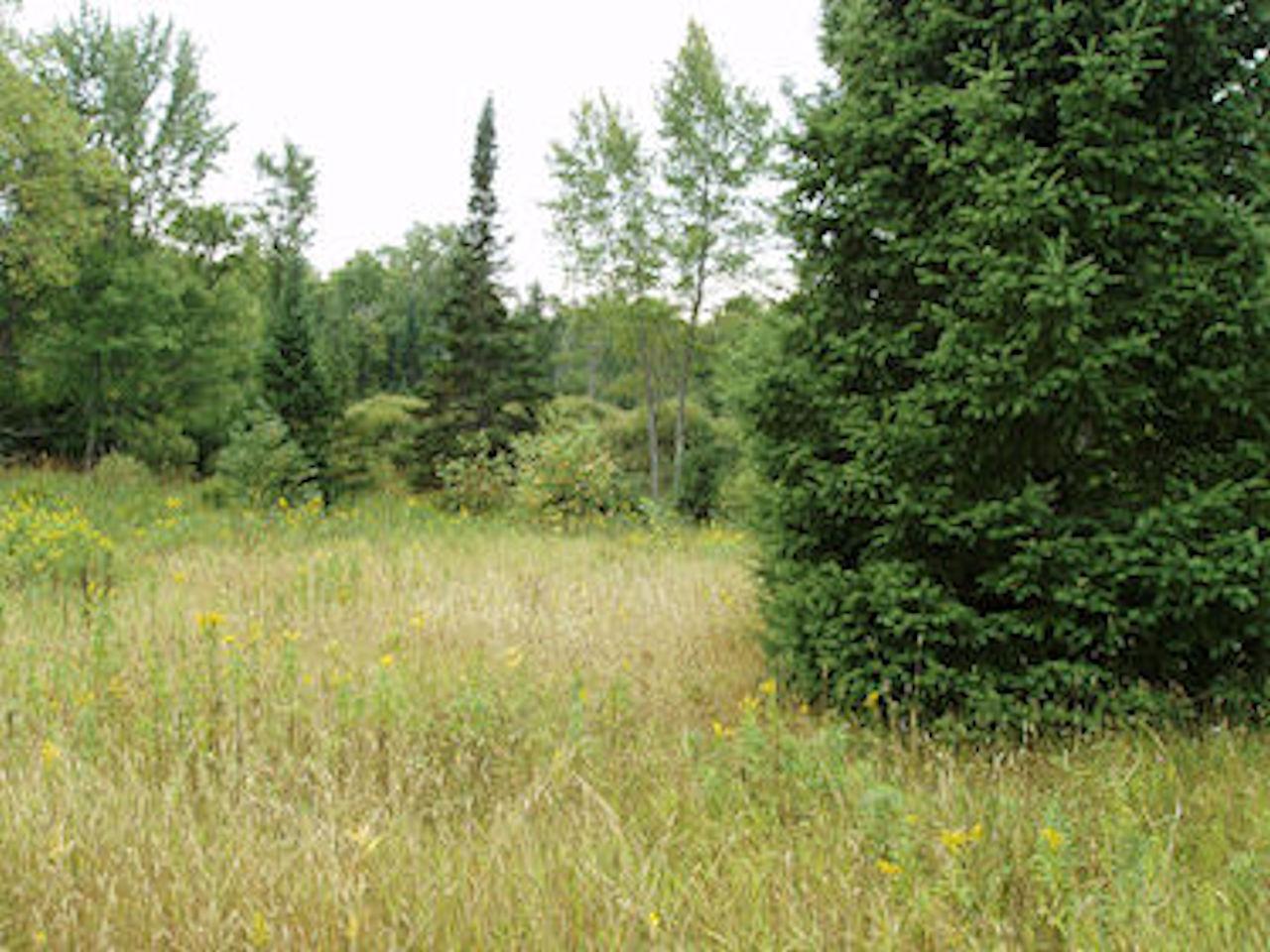 On Bert Schmidt Road Glidden, WI 54527 - Photo 4 of 9