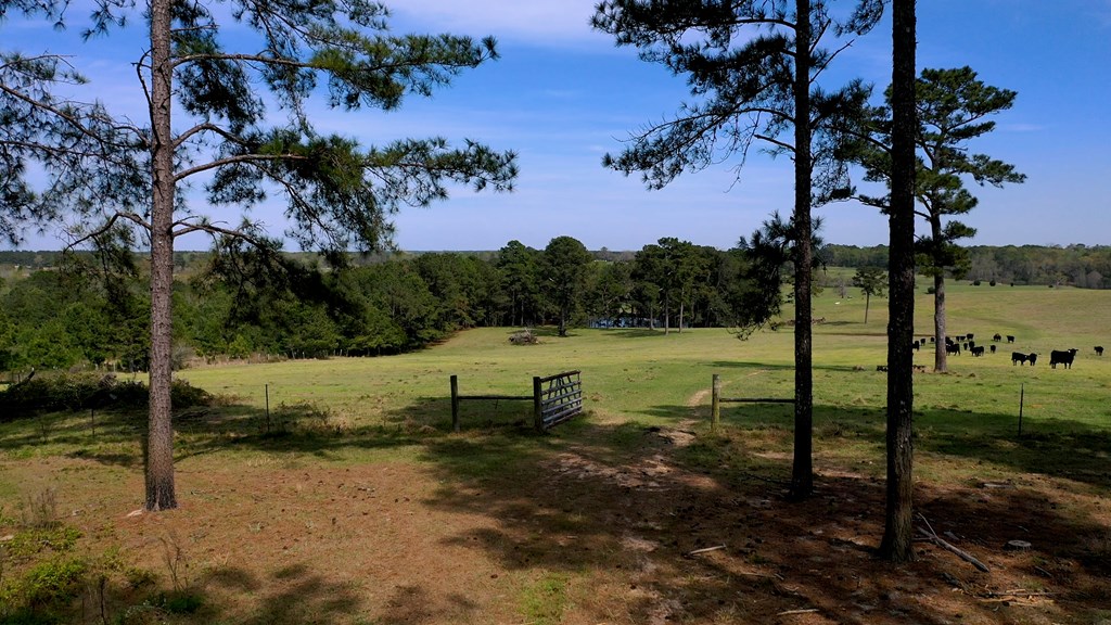 369 Bud Gary Road Clayton, AL 36016 - Photo 24 of 42