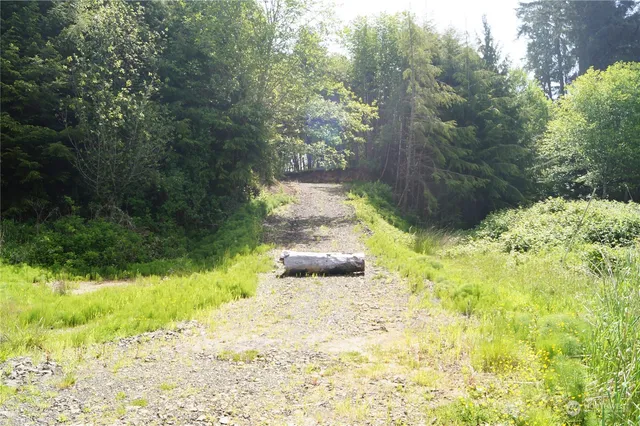 a view of a garden with large trees