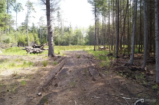 a view of a yard with plants and trees